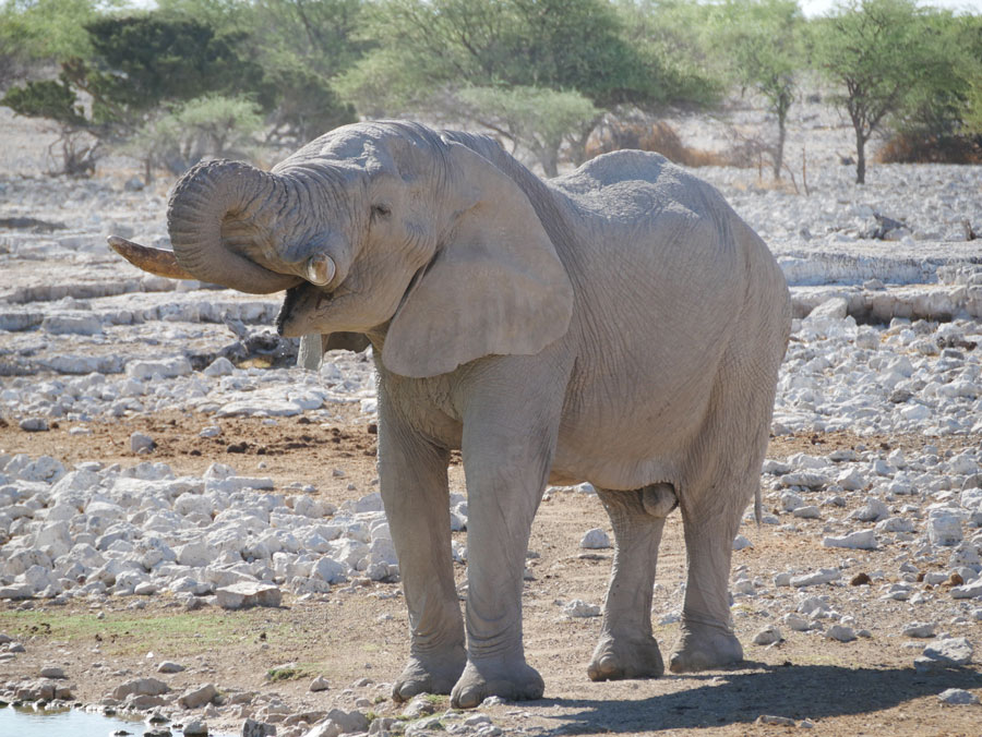 Read more about the article Blog Nr. 8 – Namibia Teil 1