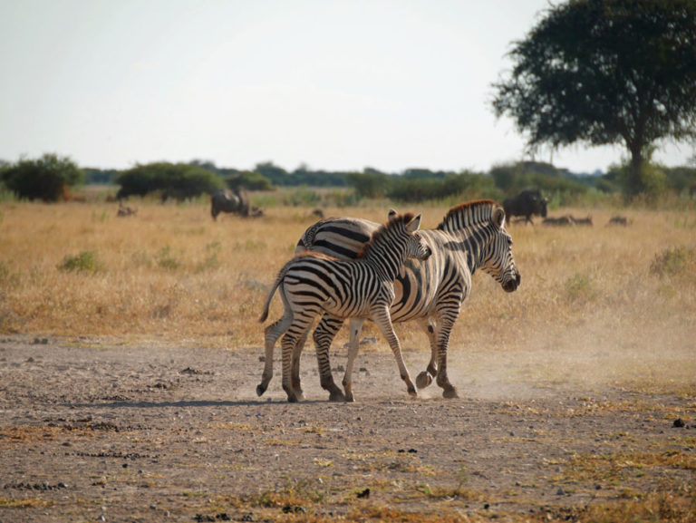 Zebra Mami mit Kind