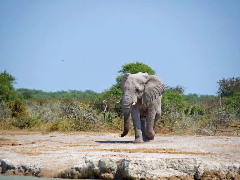 Dumbo kommt zum Wasserloch