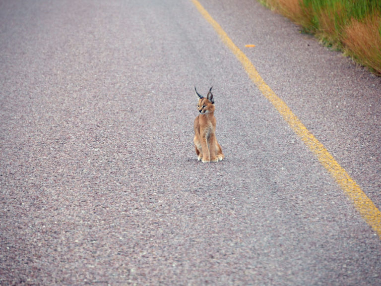 Was für eine schöne Katze - ein Karakal (Caracal)