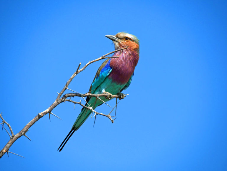 Pastell-Vogel oder lilac-breasted roller. Noch schöner in Deutsch: Gabelracke!)