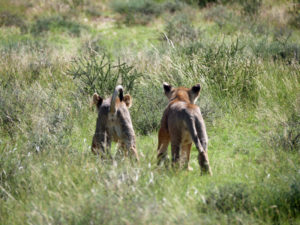Read more about the article Blog Nr. 13: Botswana Teil 2