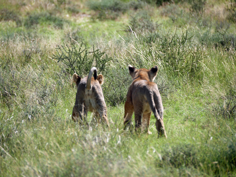 Blog Nr. 13: Botswana Teil 2