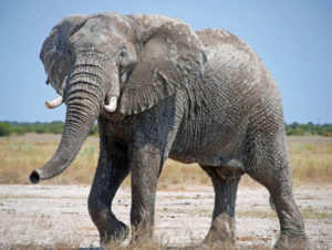Read more about the article Blog Nr. 14: Botswana Teil 3