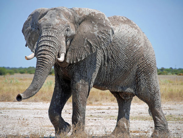 Blog Nr. 14: Botswana Teil 3