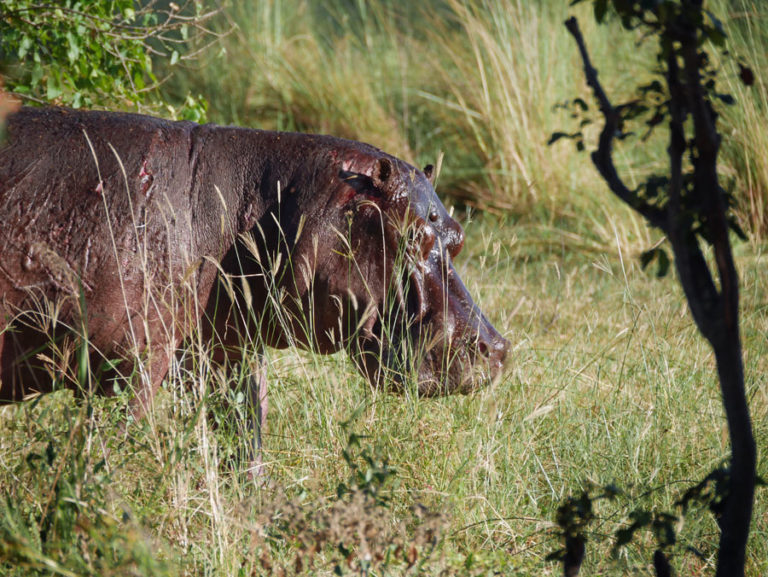 ...sind aber brutal schnell: Hippos