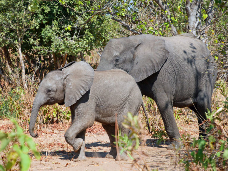 Kleiner Dumbo mit grossem Bruder