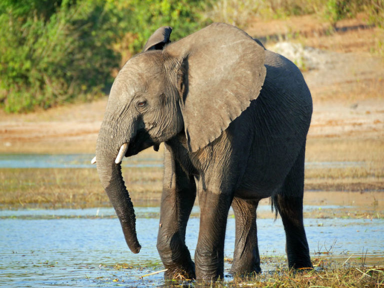 Dumbo beim Trinken