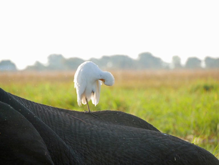 Optimaler Vogelplatz