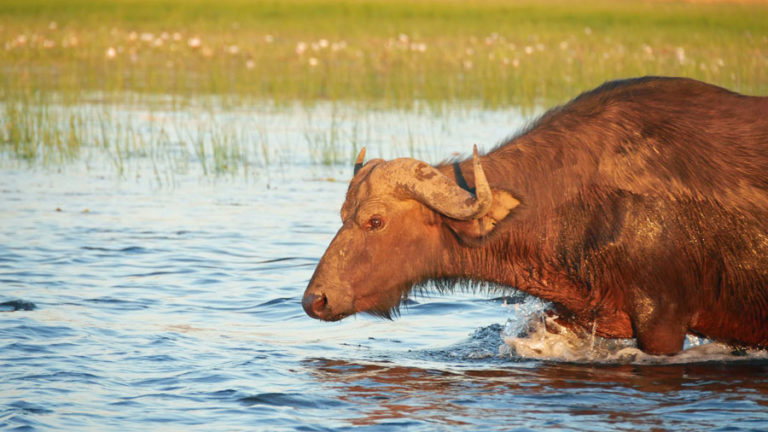 Büffel im Wasser