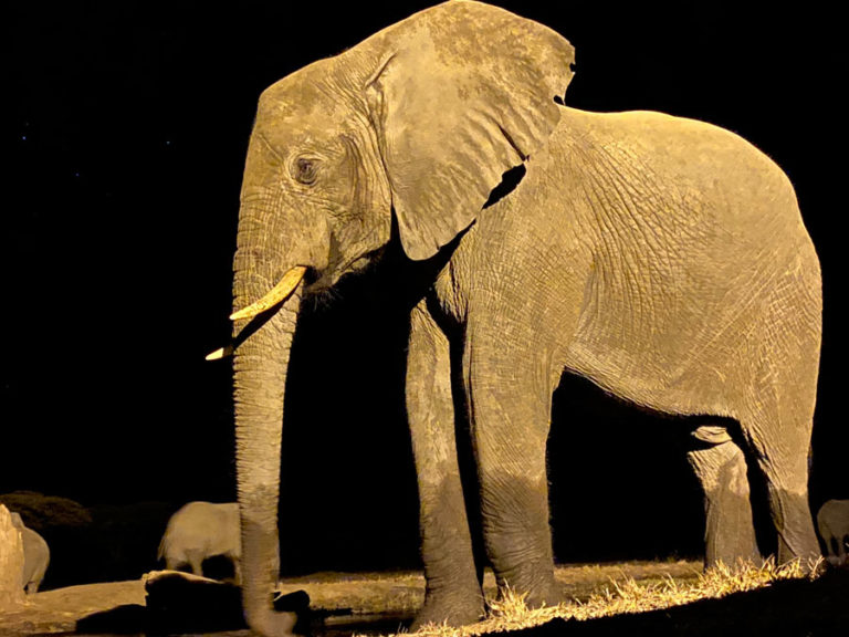 Elefant in der Nacht