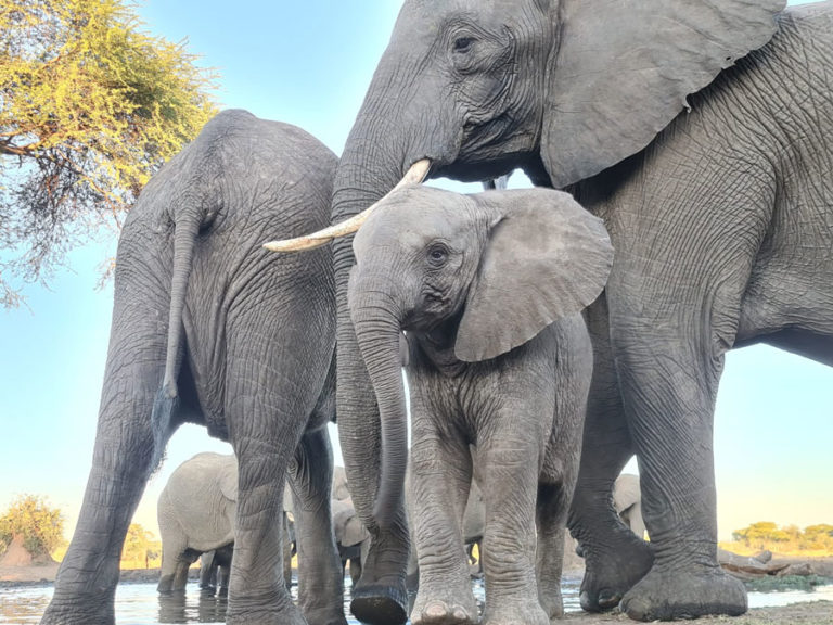 Dumbo ganz nahe