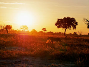 Read more about the article Blog Nr. 19: Zimbabwe Teil 1