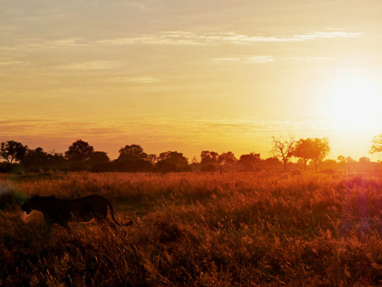 Sonnenaufgang und Löwe