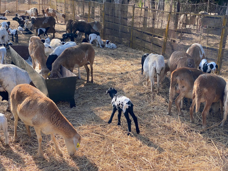 Baby-Schaf