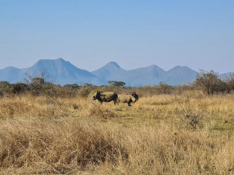 Leider müssen den Rhinos die Nashörner immer wieder geschnitten werden - zu deren Schutz!