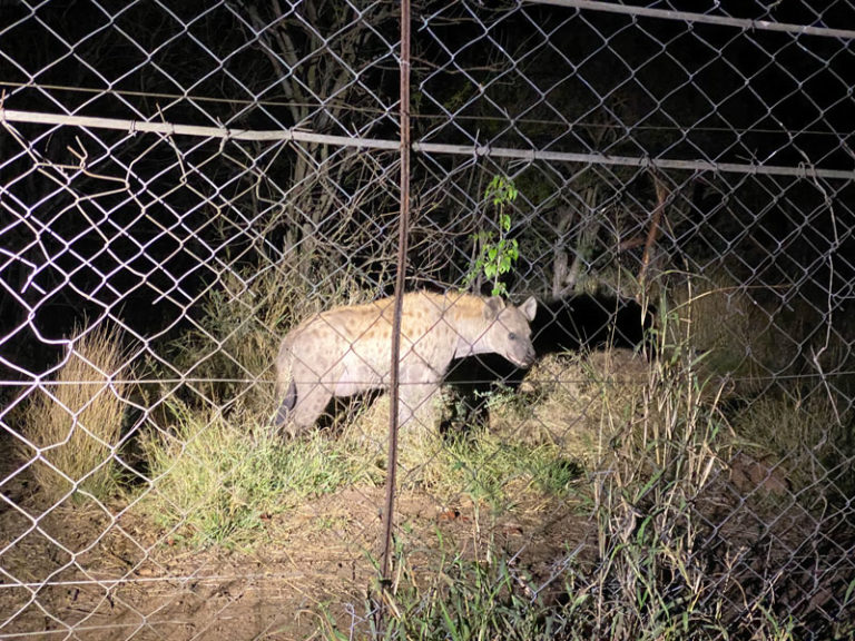 Hyäne bei Letaba