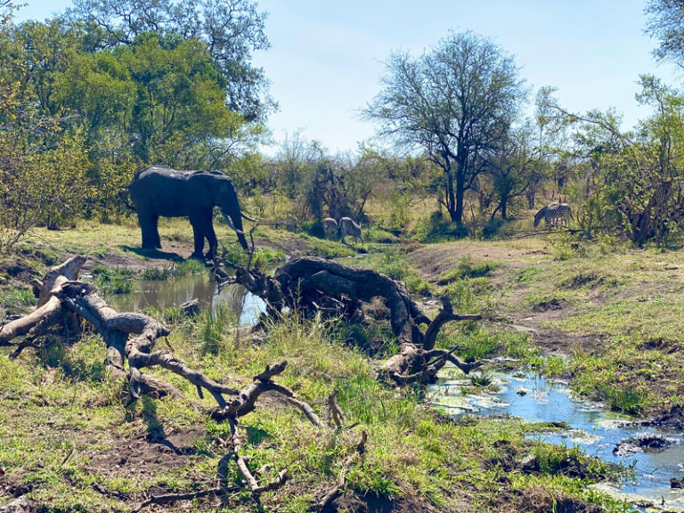 Elefant und Impalas