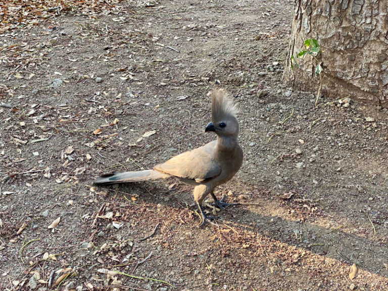 Go-Away-Bird