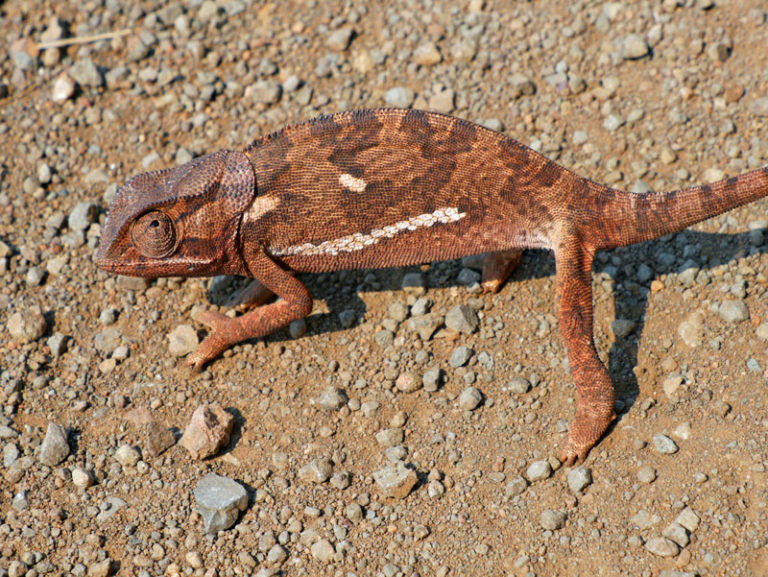 Chamäleon