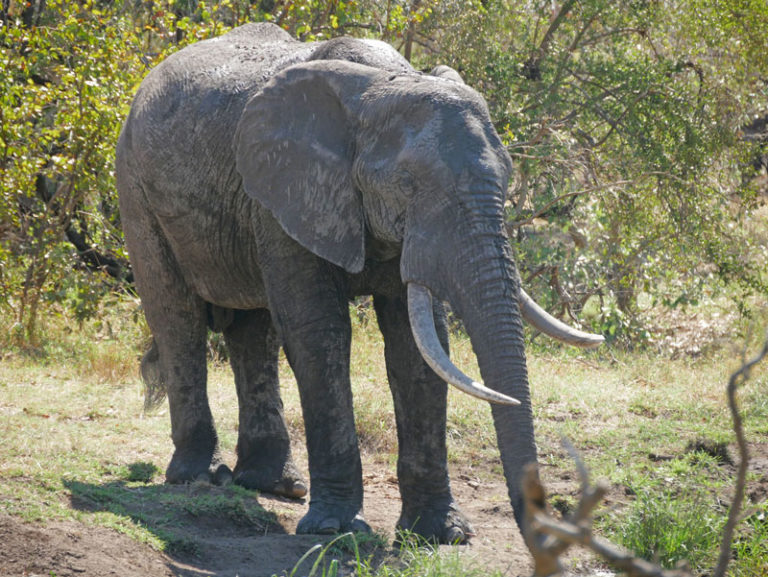 Elefant
