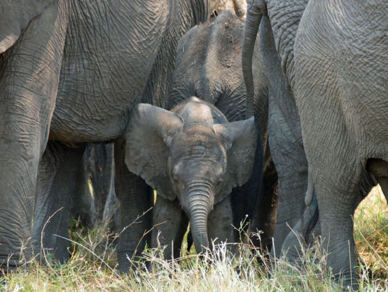 Süsser Dumbo