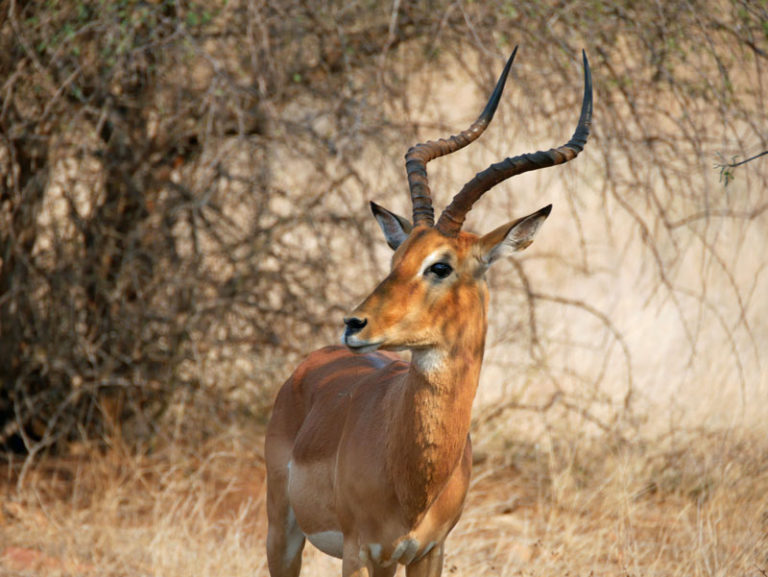 Impala