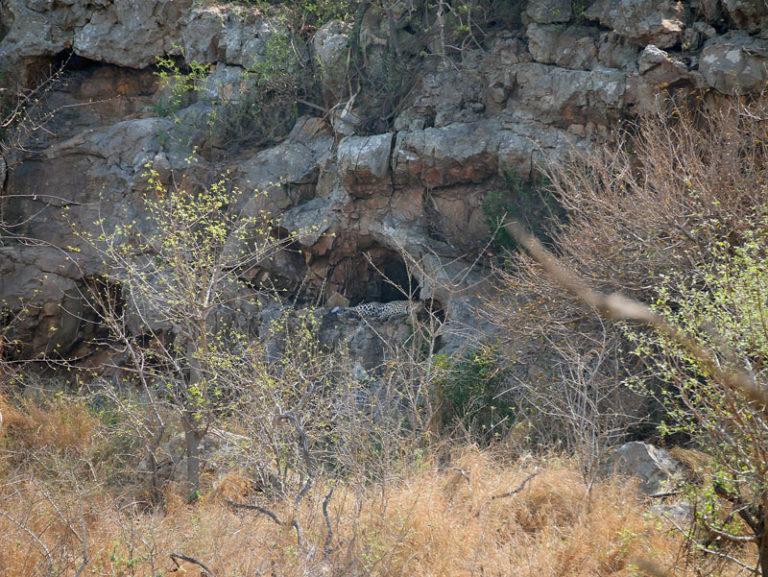 Leopard (in der Mitte in der Höhle)