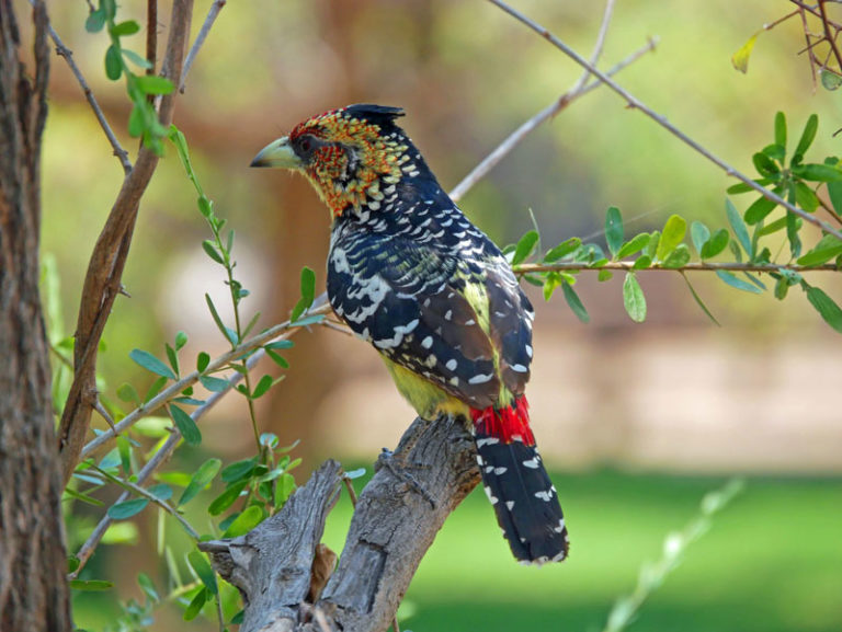 Schöner Vogel