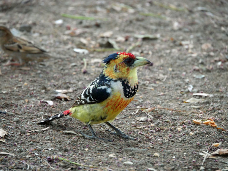 Schöner Vogel