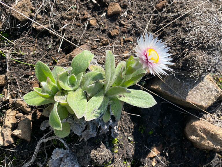 Schöne Blume