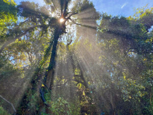 19-Zim-T1-07-VicFalls-03