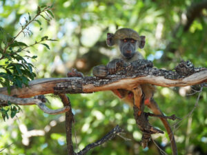 Affe-Moremi--02