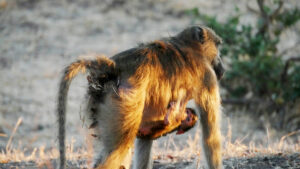 Affe-mit-Baby