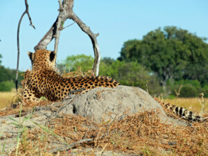 Cheetah-01-Kwando