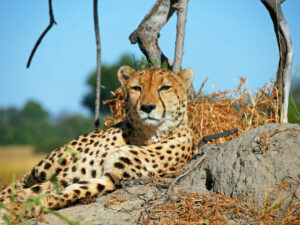 Cheetah-03-Kwando