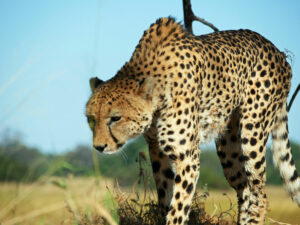 Cheetah-07-Kwando