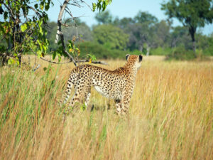 Cheetah-09-Kwando