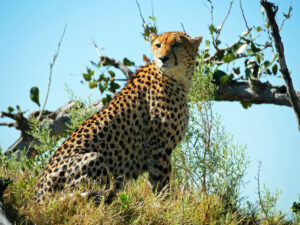 Cheetah-11-Kwando