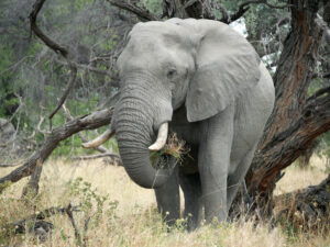 Elefant-Moremi-1-02