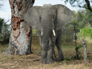 Elefant-Moremi-2-03