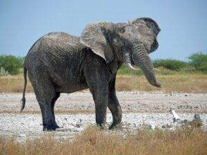 Elefant-Nxai-3