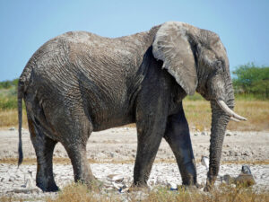 Elefant-Nxai-4