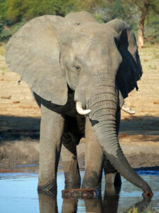 Elefant-Senyati-03