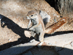 Erdhörnchen-201208_Etosha-Erdhörnchen