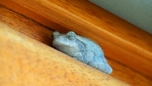 Frosch-Kwando