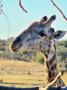 Giraffe-1-2