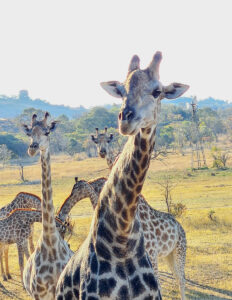 Giraffe-2