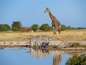 Giraffen-Zebras-Nxai-1