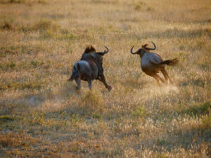 Gnus-Fight-Nxai